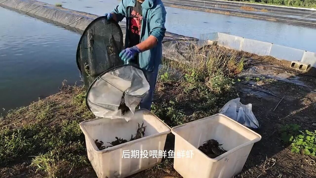 济宁市:乡村寻味 微山县韩庄湾大闸蟹