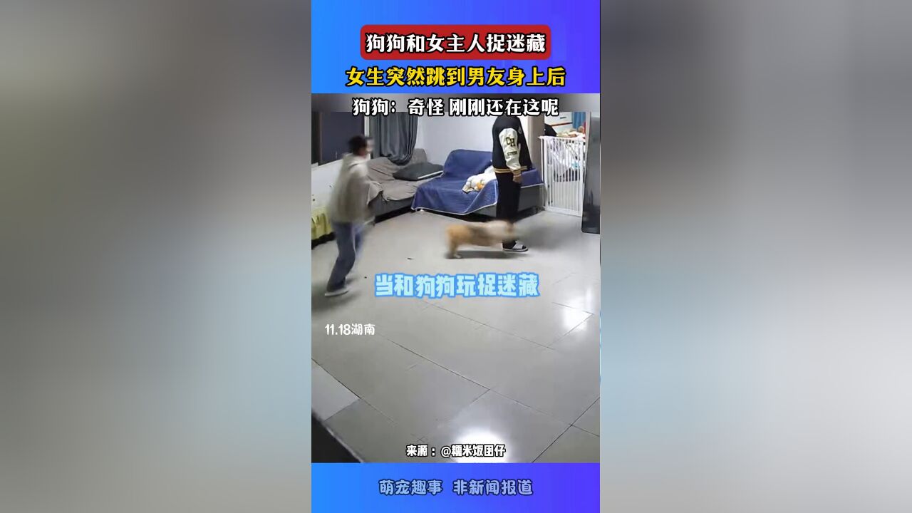 狗狗和女主人捉迷藏,女生突然跳到男友身上