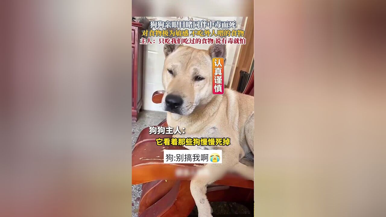 狗狗亲眼目睹同伴中毒而死,对食物极为敏感,不吃外人喂的食物