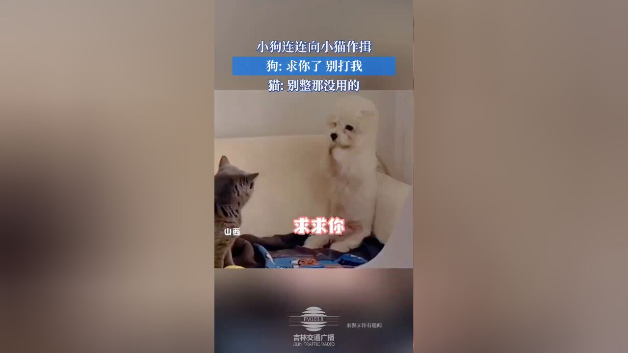 小狗连连向小猫作揖,狗: 求你了,别打我,猫: 别整那没用的