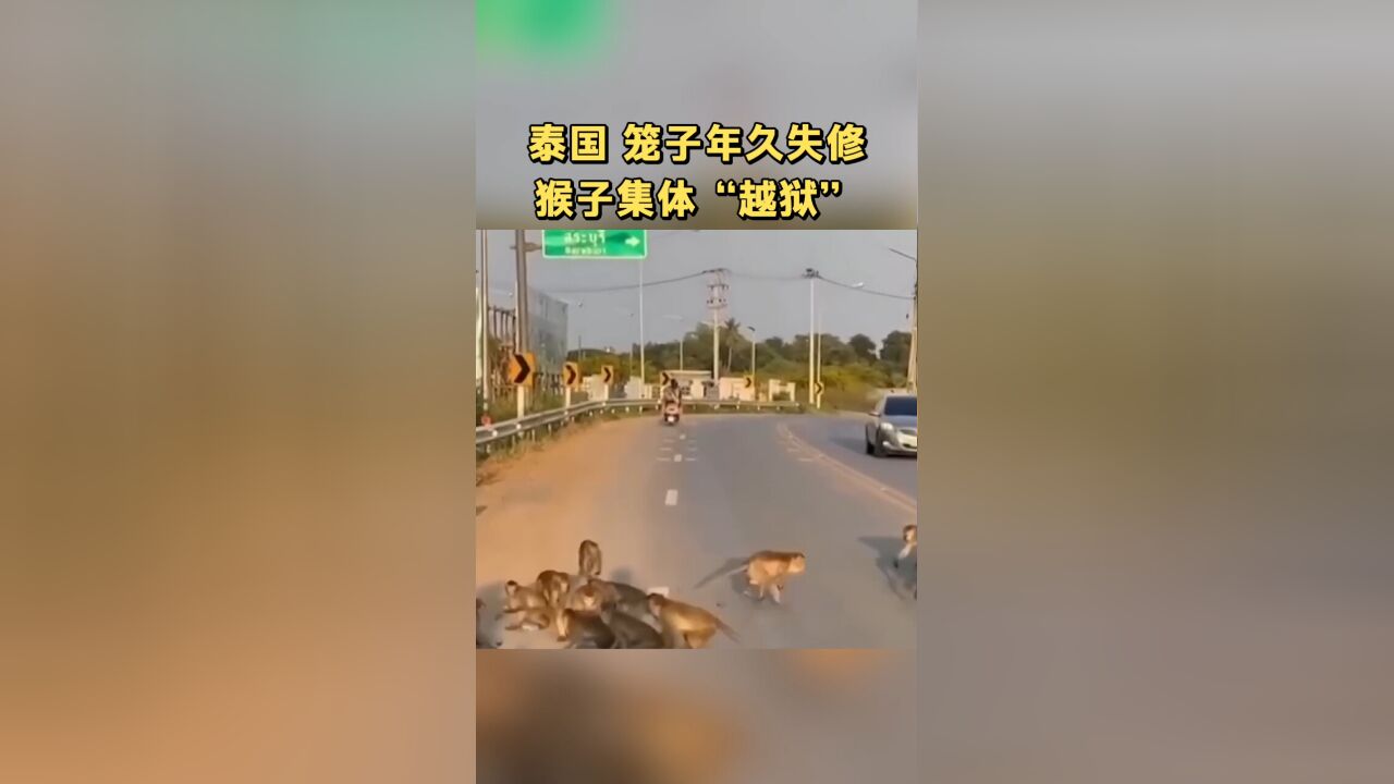 泰国 笼子年久失修 猴子集体“越狱”