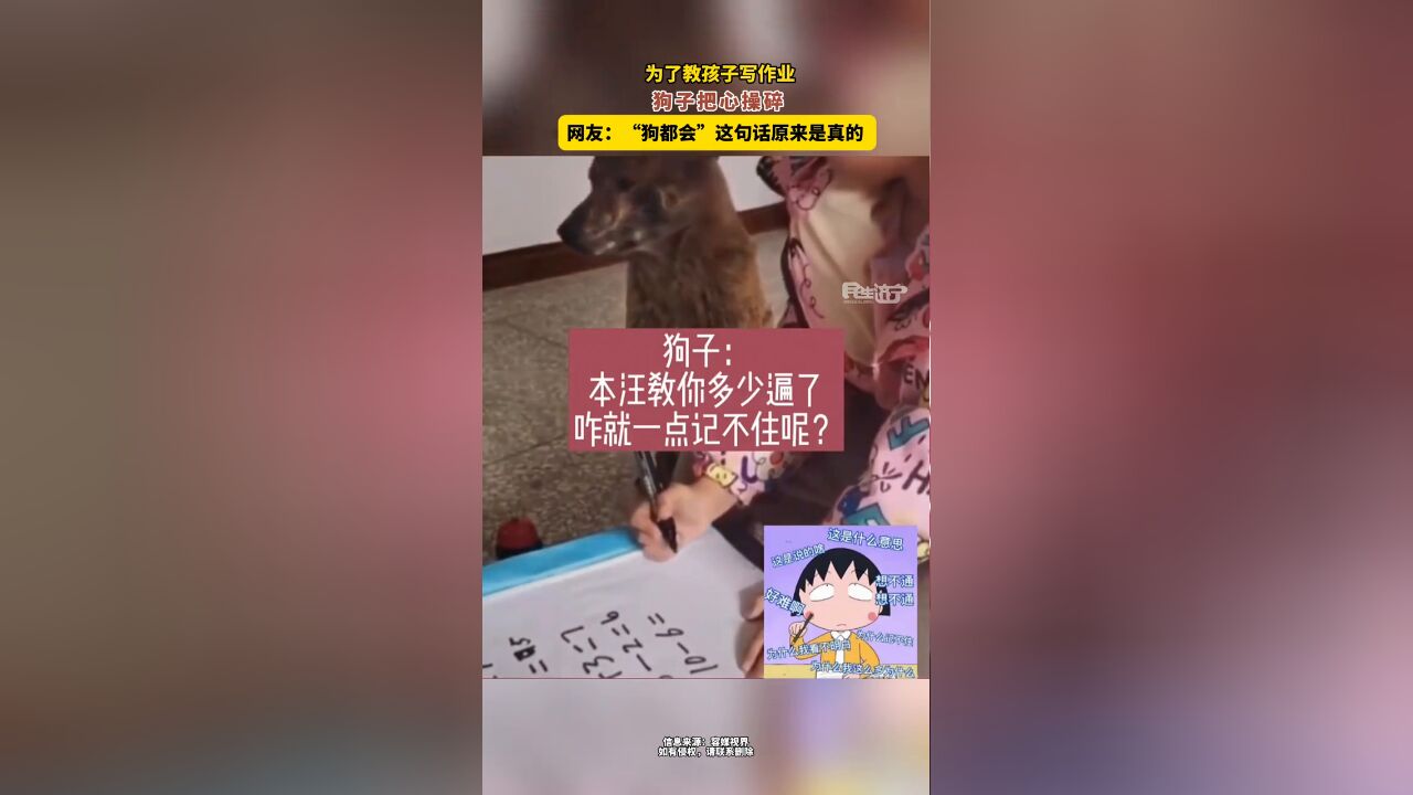 为了教孩子写作业 狗子把心操碎