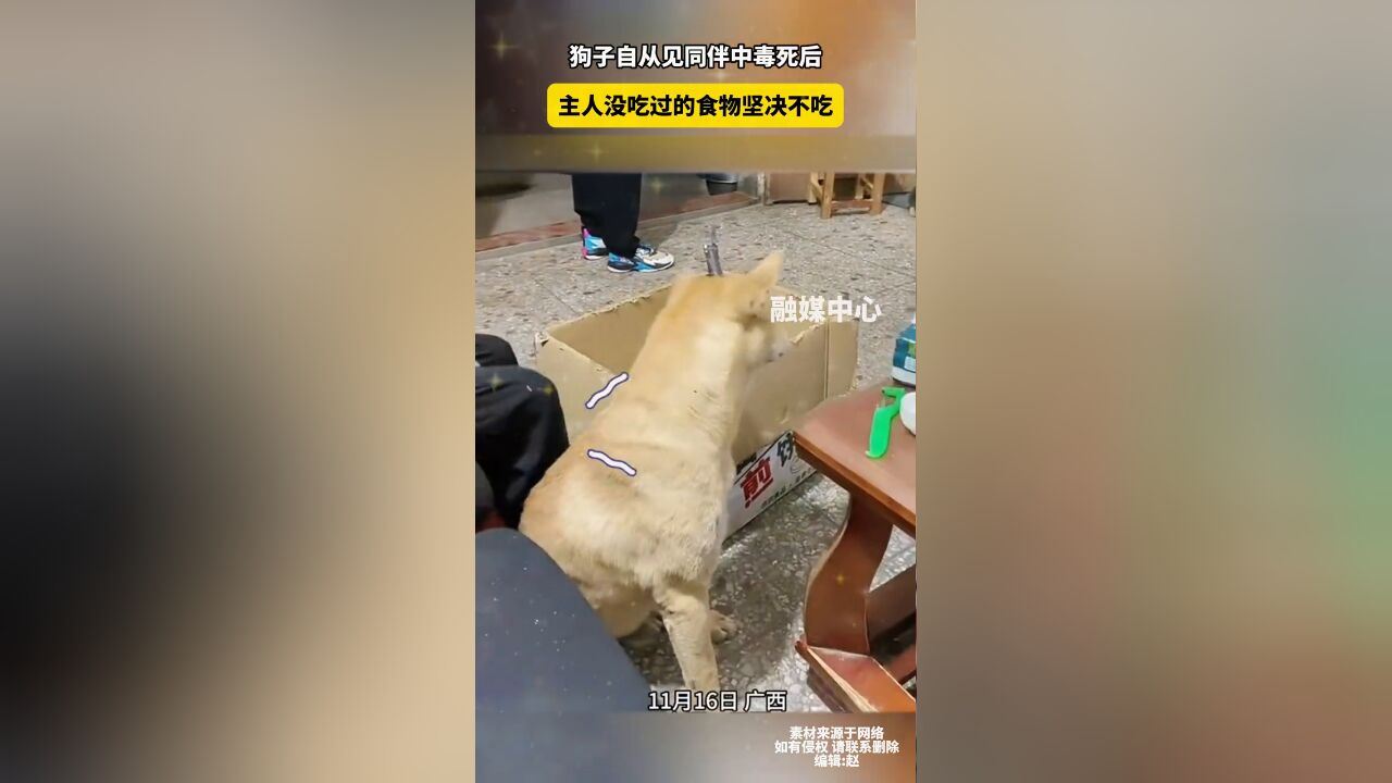 狗子自从见同伴中毒死后 主人没吃过的食物坚决不吃