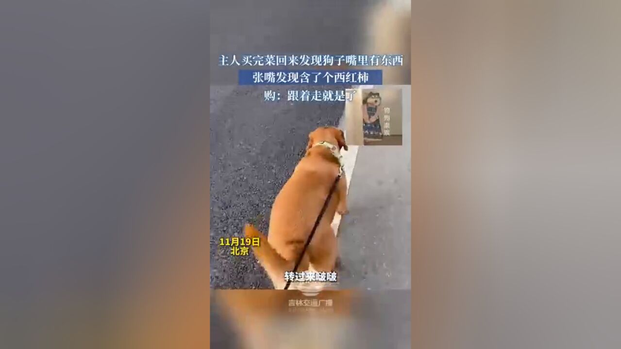 主人买完菜回来发现狗子嘴里有东西,张嘴发现含了个西红柿