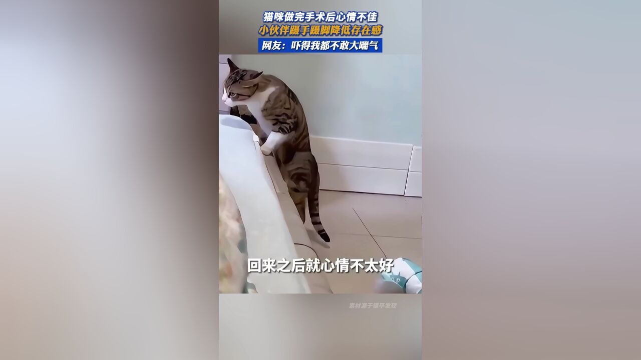 猫咪做完手术后心情不佳,小伙伴蹑手蹑脚降低存在感