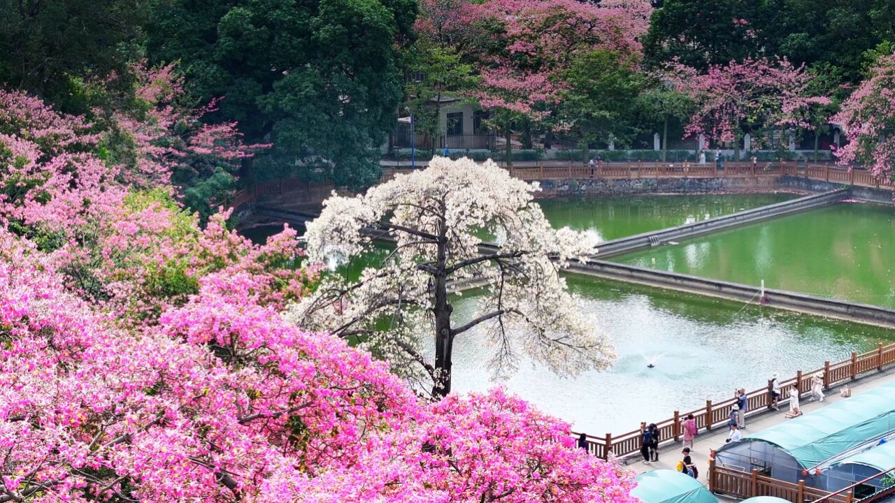 早安南都(11月20日)花开满树 洁白如雪