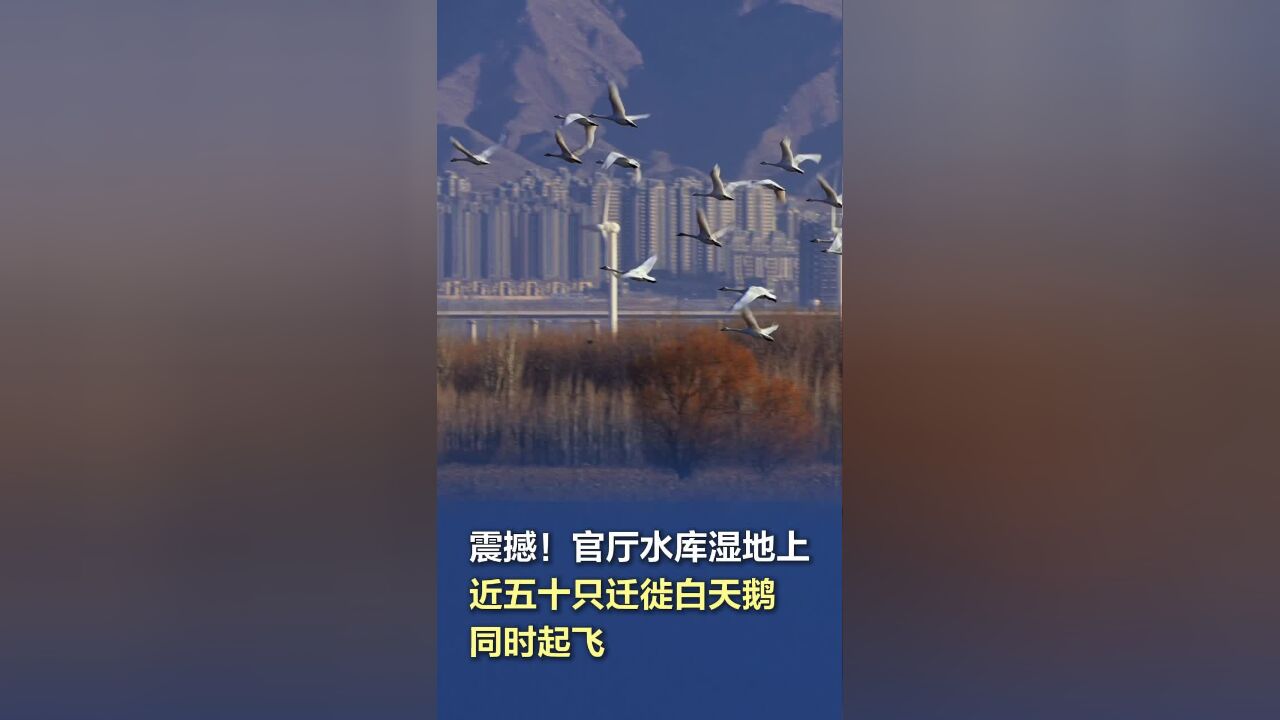 震撼!官厅水库湿地上,数十只白天鹅同时起飞