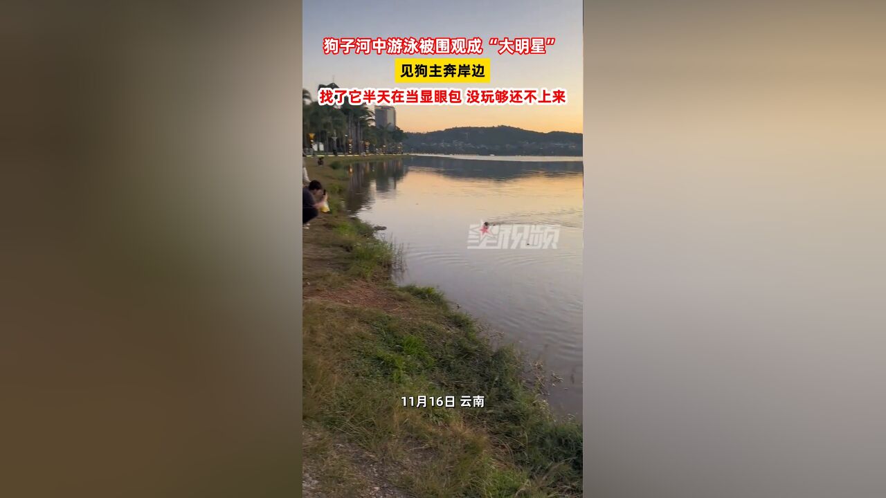 狗子河中游泳被围观成“大明星” ,见狗主奔岸边