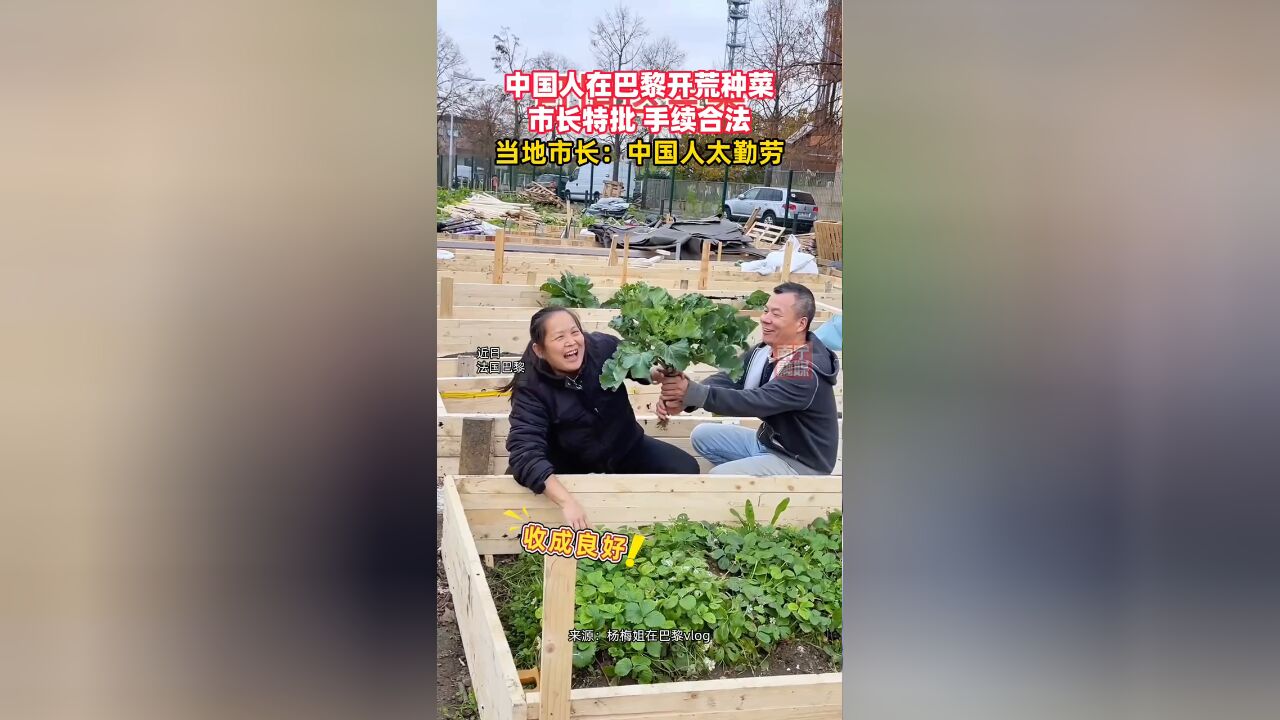 血脉觉醒!法国荒地被中国人开垦成菜园