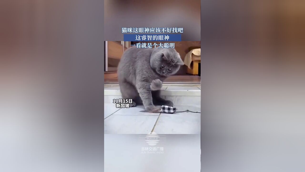 猫咪这眼神应该不好找吧,这睿智的眼神一看就是个大聪明