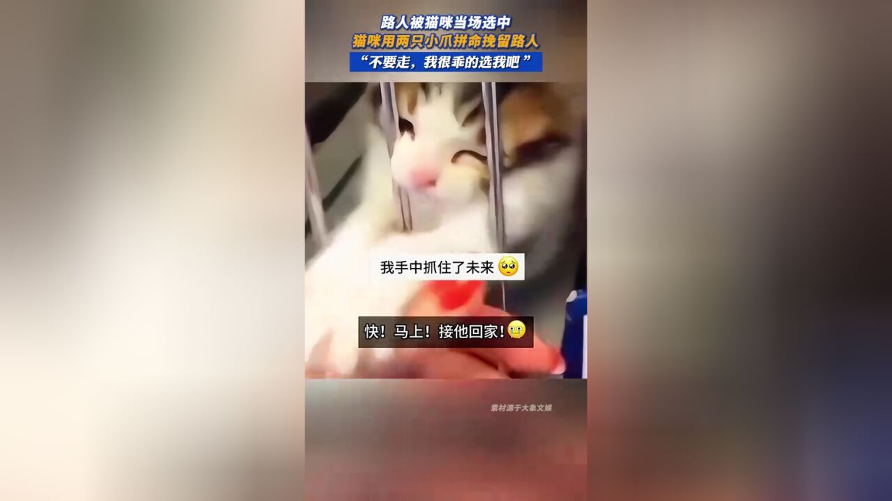 路人被猫咪当场选中,猫咪用两只小爪拼命挽留路人