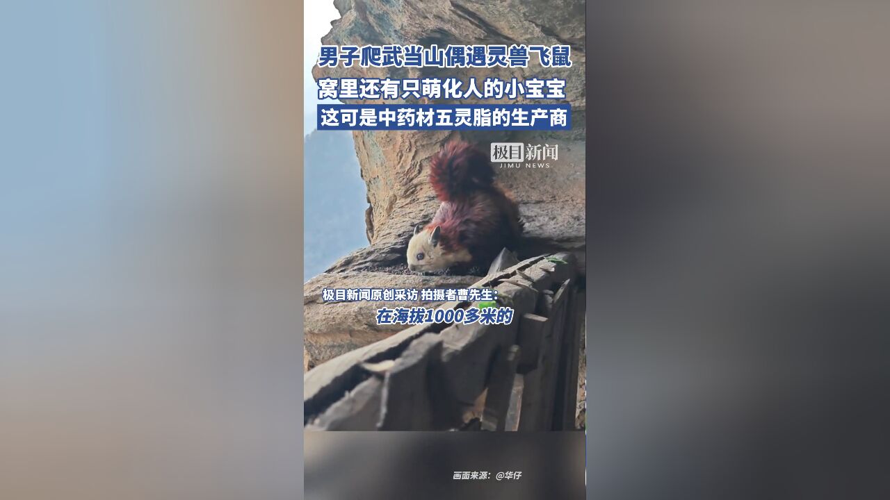 男子爬武当山,在千米峭壁偶遇国家二级保护动物飞鼠