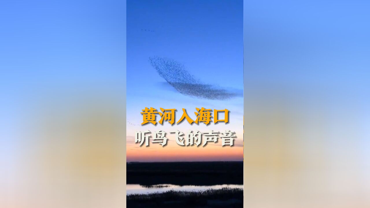 黄河入海口大批候鸟迁徙 “听 鸟飞的声音” 见到的人被深深震撼