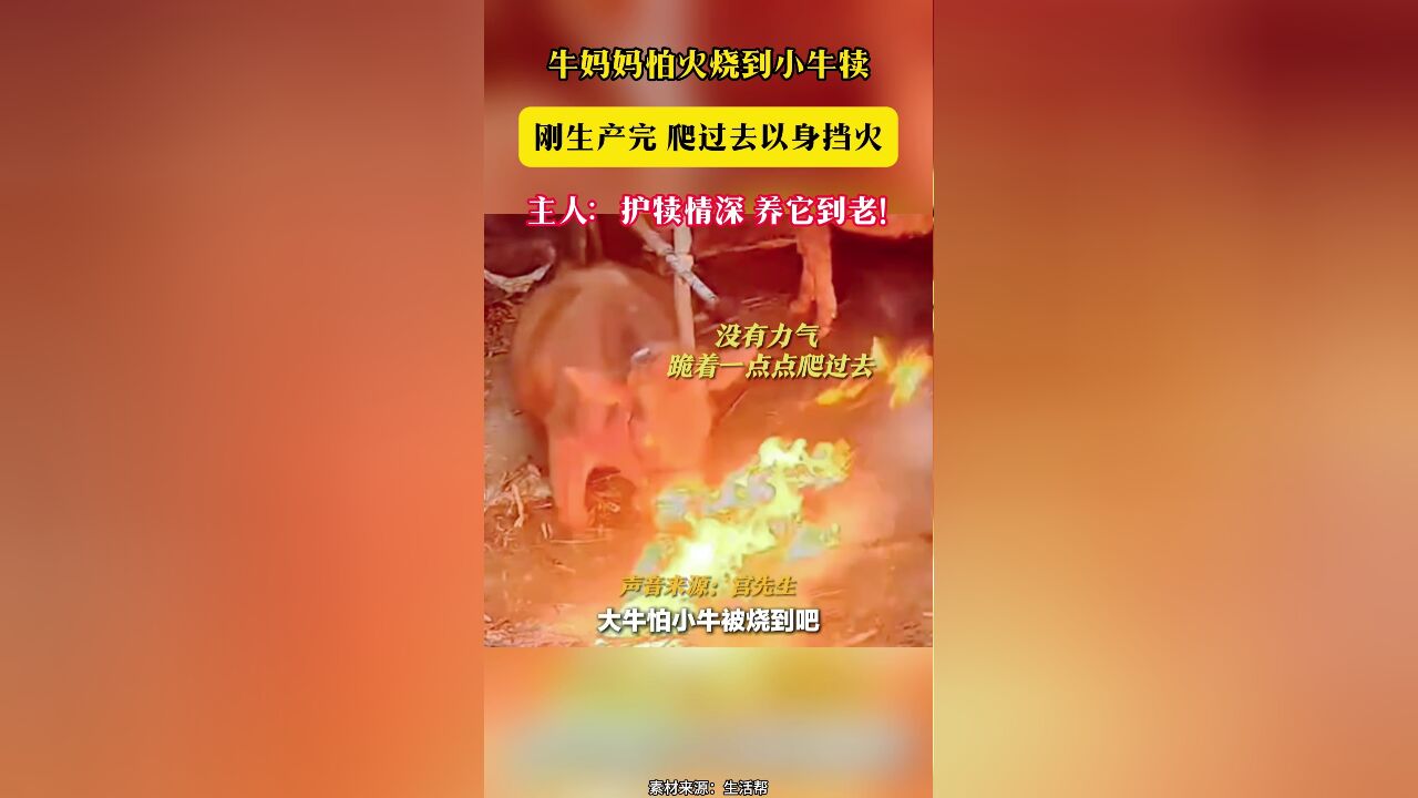 牛妈妈怕火烧到小牛犊 刚生产完 爬过去以身挡火 主人:护犊情深 养它到老!