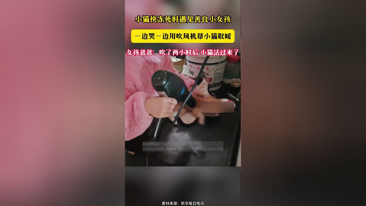 小猫快冻死时遇见善良小女孩 一边哭一边用吹风机帮小猫取暖 女孩爸爸:吹了两小时后 小猫活过来了