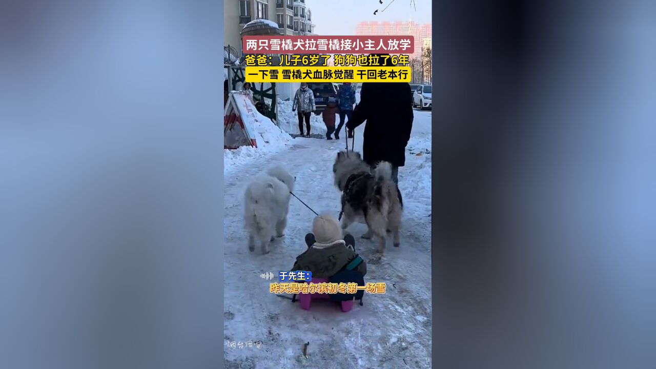 一下雪,雪橇犬一整个血脉觉醒,干回老本行拉雪橇接小主人放学!