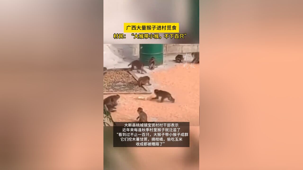 广西大量猴子进村觅食,村民:“大猴带小猴,不下百只”