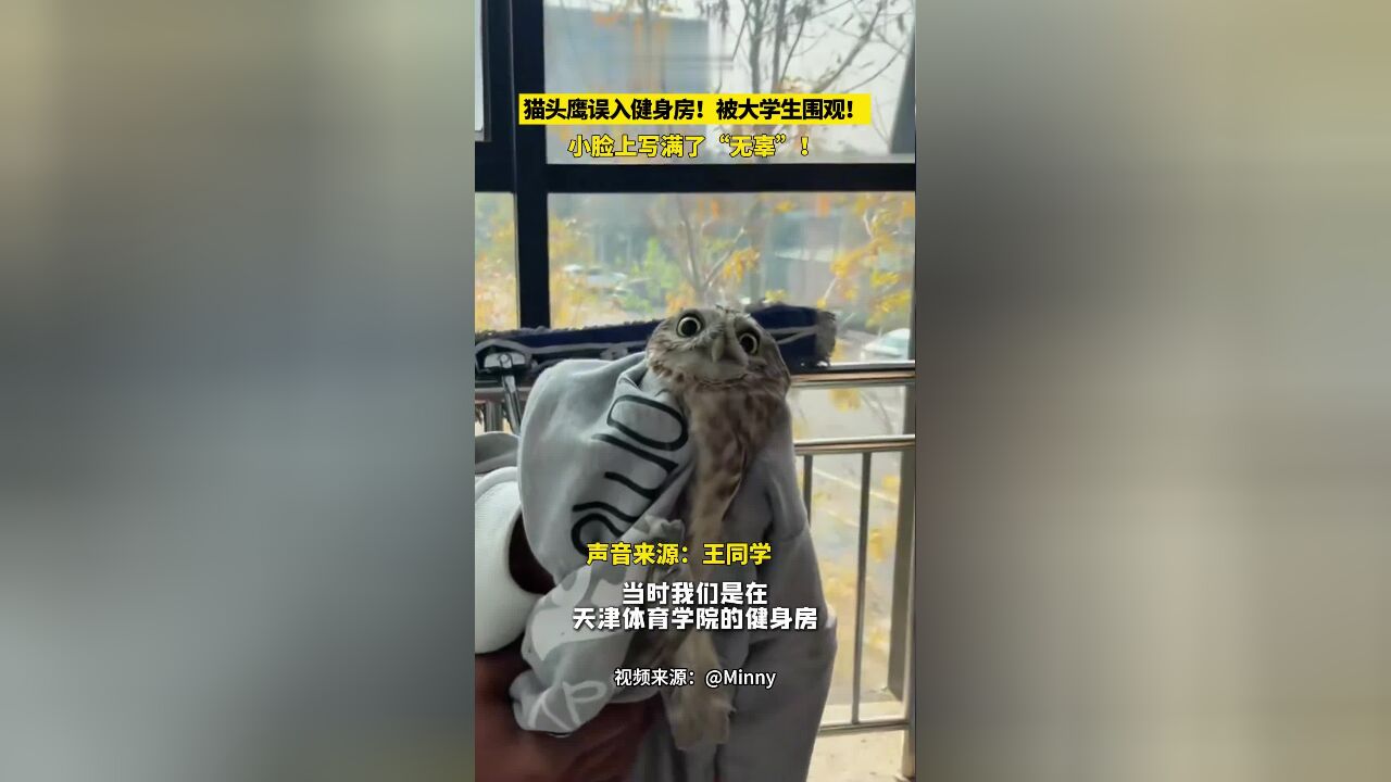 猫头鹰误入健身房被大学生围观!小脸上写满了“无辜”!