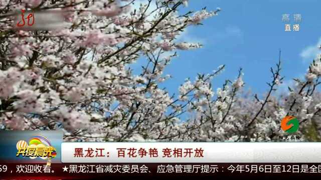 黑龙江:百花争艳 竞相开放