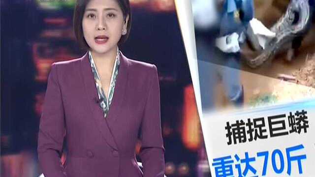 佛山高明:70斤巨蟒出没!三壮汉合力捉蛇