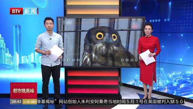 江西丰城:飞鸟撞上民房玻璃 竟是国家二级保护动物