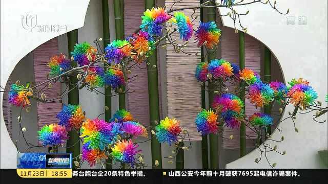 中国菊展:色叶缤纷 菊香芬芳