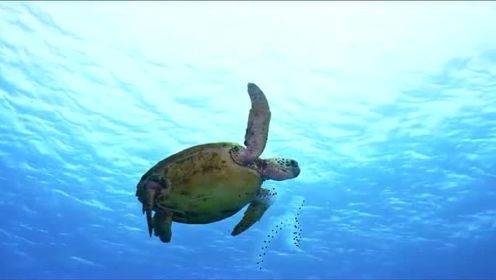 动物世界大百科：海洋大冒险：海洋中的长寿老者：海龟