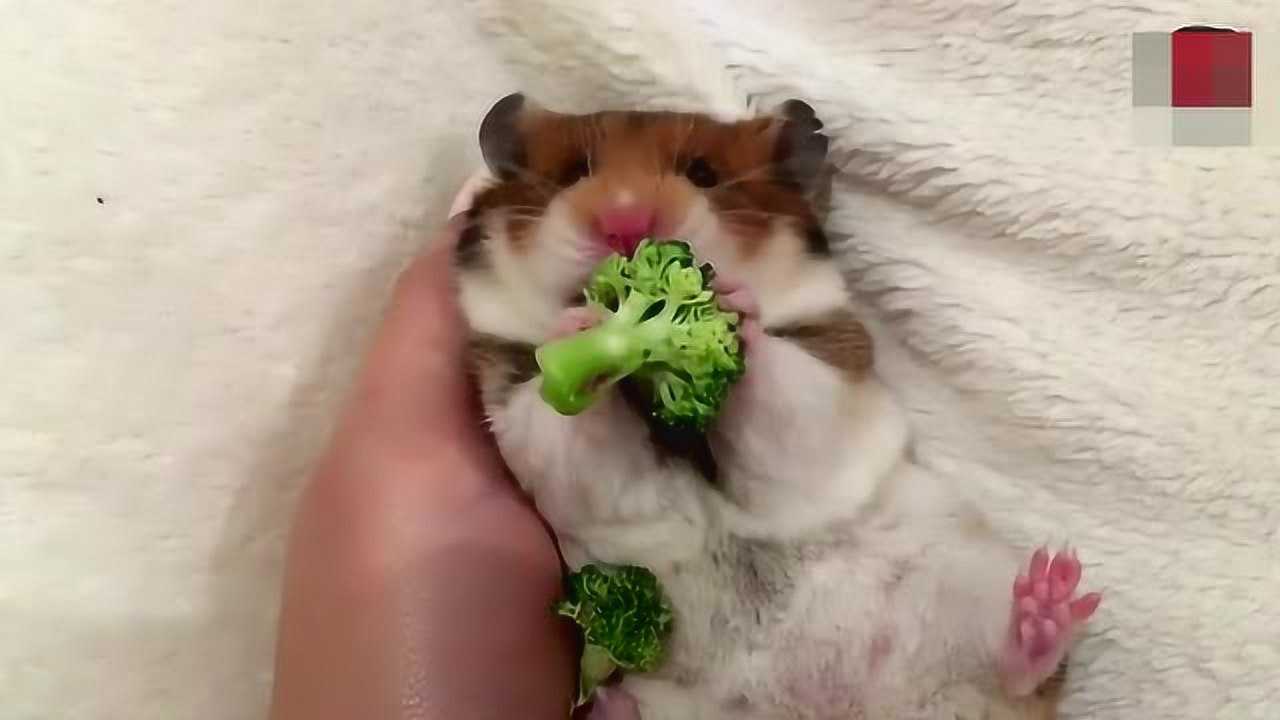 Thumbplayer Poster Plugin Image