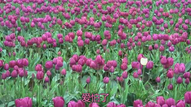 《告诉我你爱我》这首歌曲,简直画面唯美,动听至极!