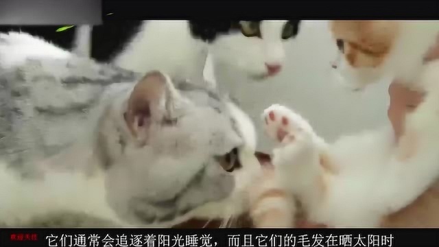 猫咪除了爱睡觉还有那些爱好?阳光和猫咪的毛发居然能产生维生素