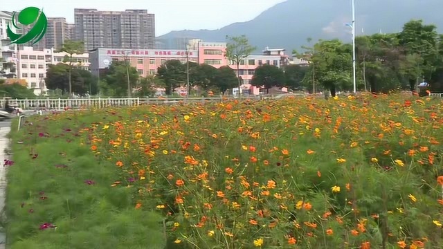 秋季赏花正当时 花海景观添新景