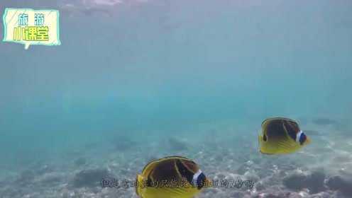 七秒钟的记忆！鱼的记忆到底有几秒？科学家给出了这样的回答！