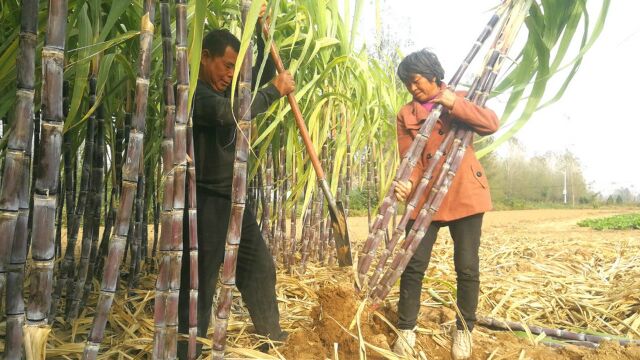 农村人种植特色作物,靠零售亩效益8000元,找对思路种地也赚钱