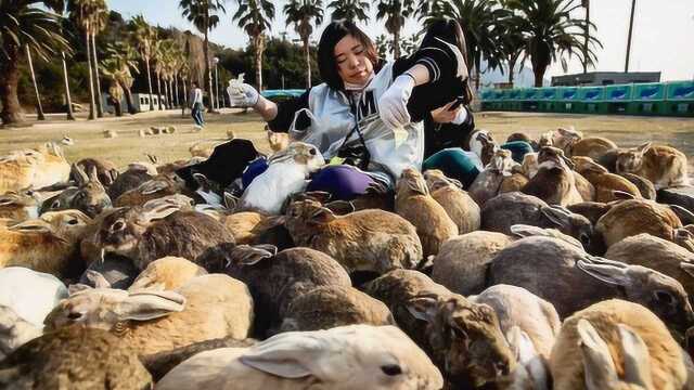 兔子的天堂!日本大久野岛兔子“泛滥成灾”,成为一道风景线!