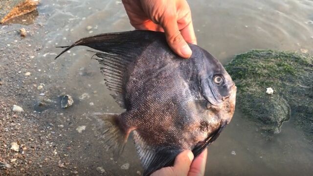 海边还有这种鱼?据说它叫燕子鱼