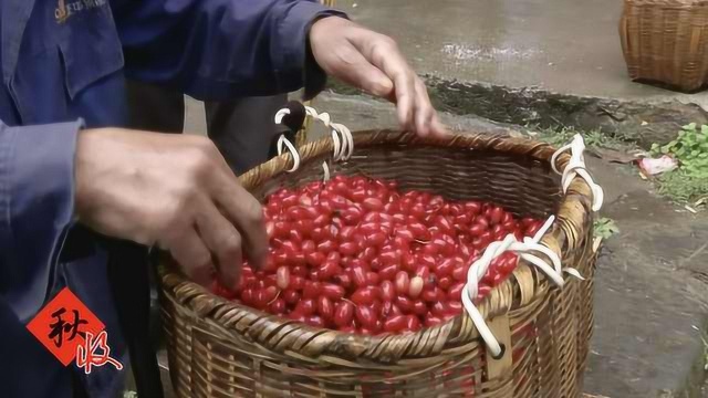 3万株山茱萸红了,如同宝石挂枝头,村民乐开花:轻松赚上千