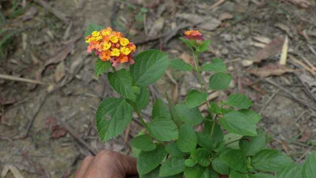 农村陈小哥:草药植物《马缨丹》,相信你见过,但用途你不一定知