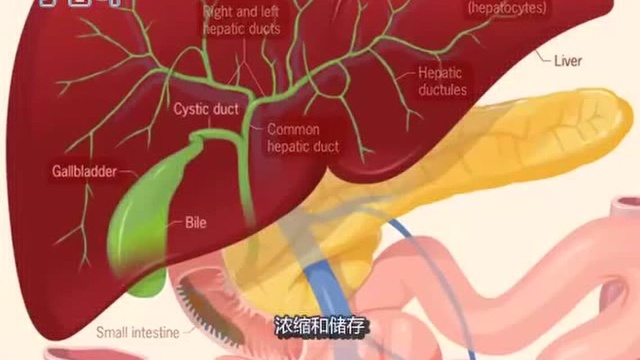 人体消化系统  高清动画