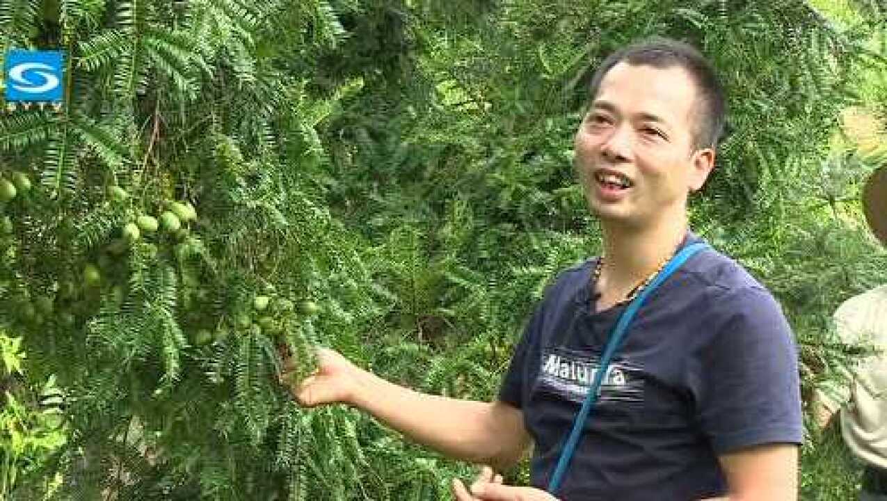 叶伟华种香榧五年喜采致富果