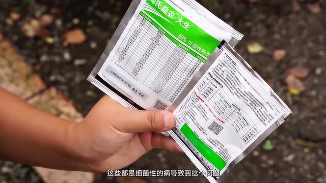 高温积水+起斑落叶:教你辨别、防治月季黑斑病