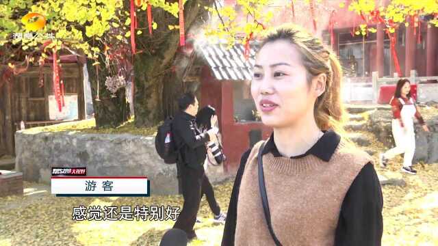 怀化鹤城:千年银杏满树金黄