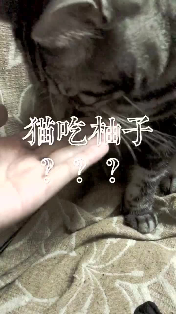 柚子猫