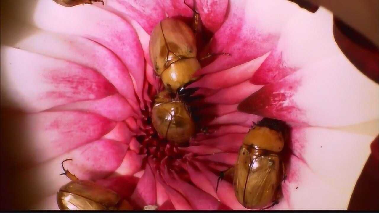 昆虫和花朵有着漫长的情缘!最早与花朵结盟的却是甲虫!