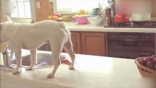 主人不在家，狗狗会干嘛？这只斗牛犬的表现太惊人了