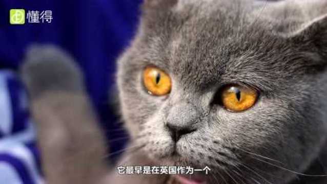 什么是英短猫?英短多少钱一只算是正常价格?