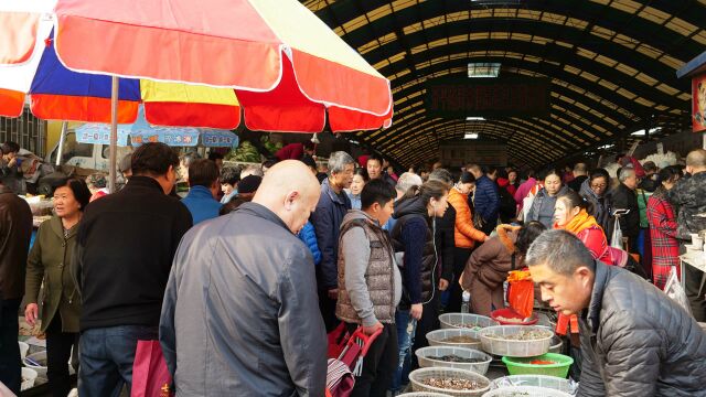 随拍青岛早市,每天10000人来赶,白菜6毛,海参6块一斤,鲜墨鱼抢手