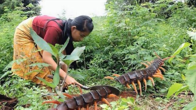 第四集百药之首蜈蚣厨师,教你如何野外捕获烹饪大蜈蚣药膳!