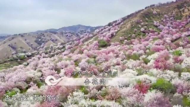 《航拍中国》杏花和薰衣草,都是伊利最美丽的风景