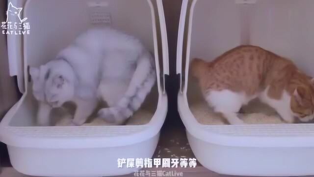 花花与三猫:如何领养猫咪?在家需要注意哪些,答案在这里!