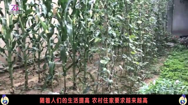 新农民回乡创业不妨考虑这个行业,民房和农家院的设计